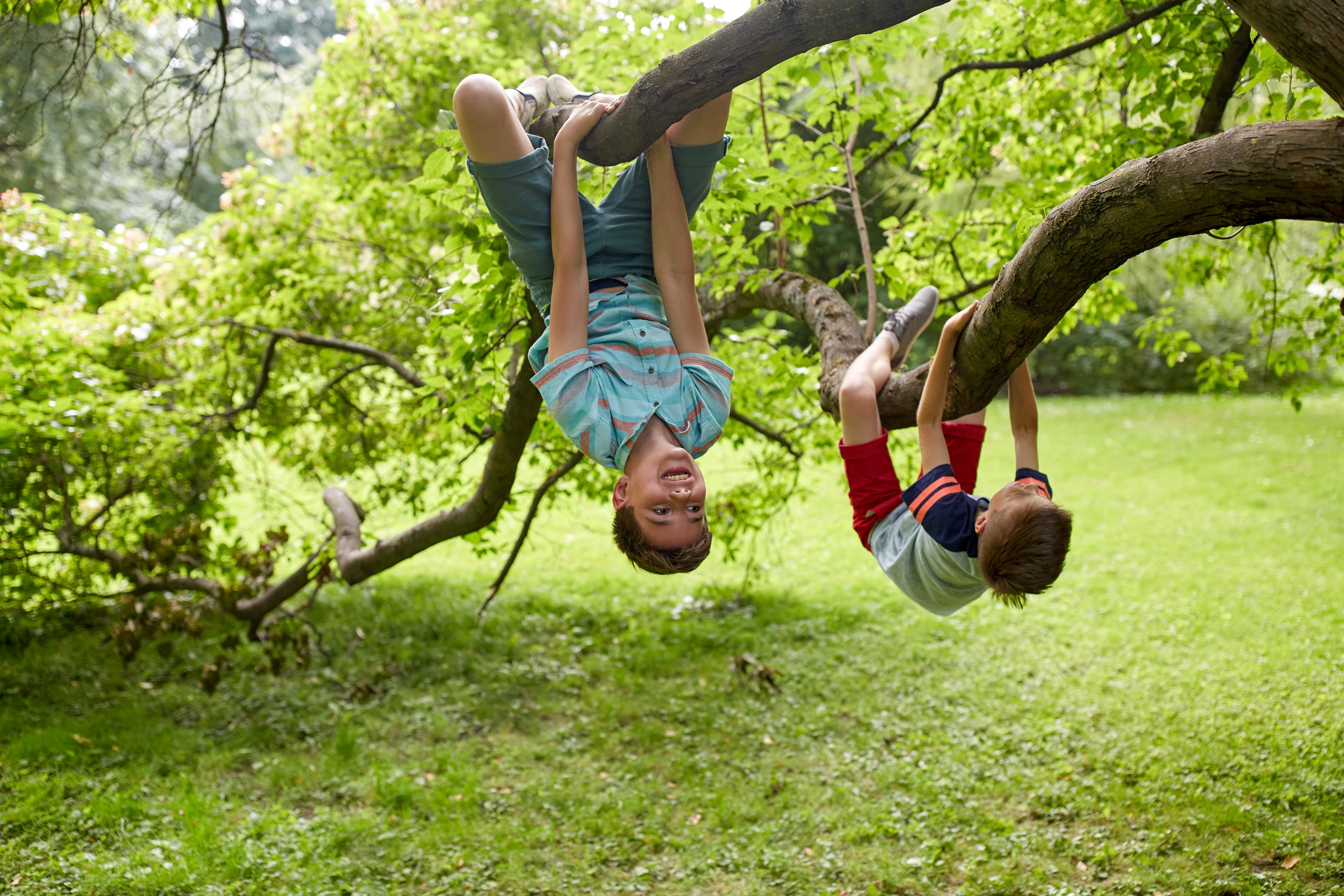 Kids hang from tree branches and smile