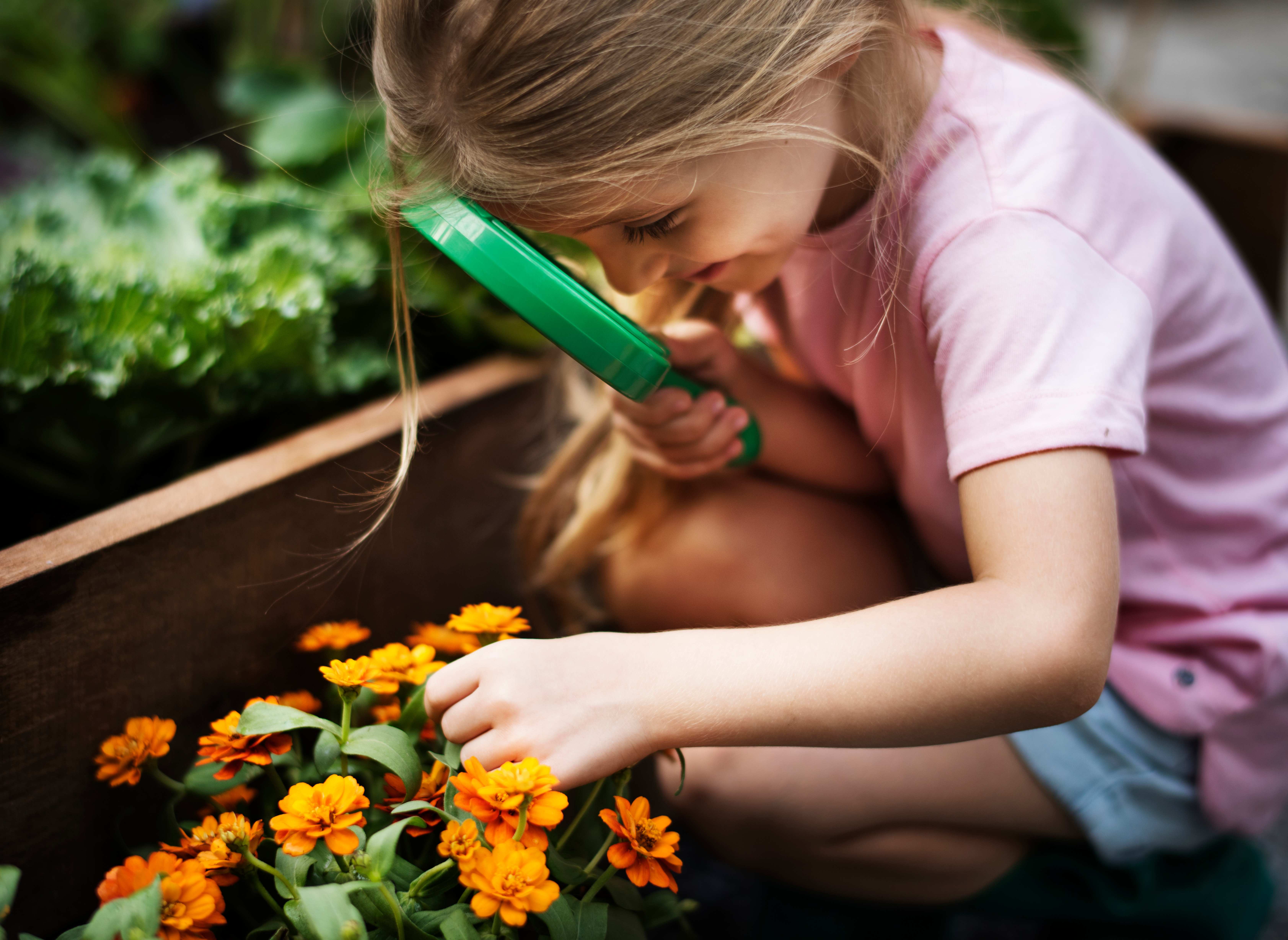 A child examines orange flowers