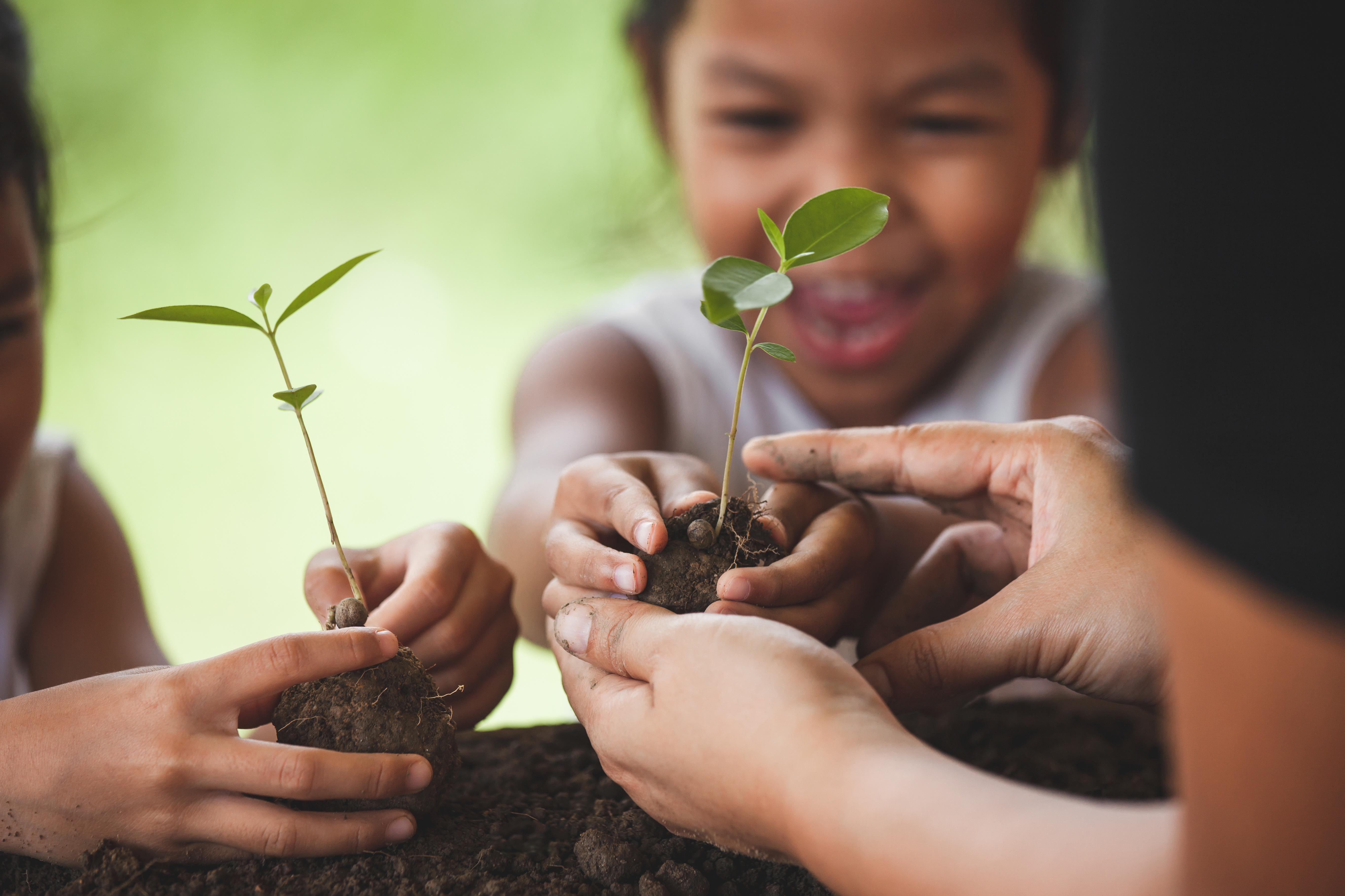 Hands hold young seedlings over dirt