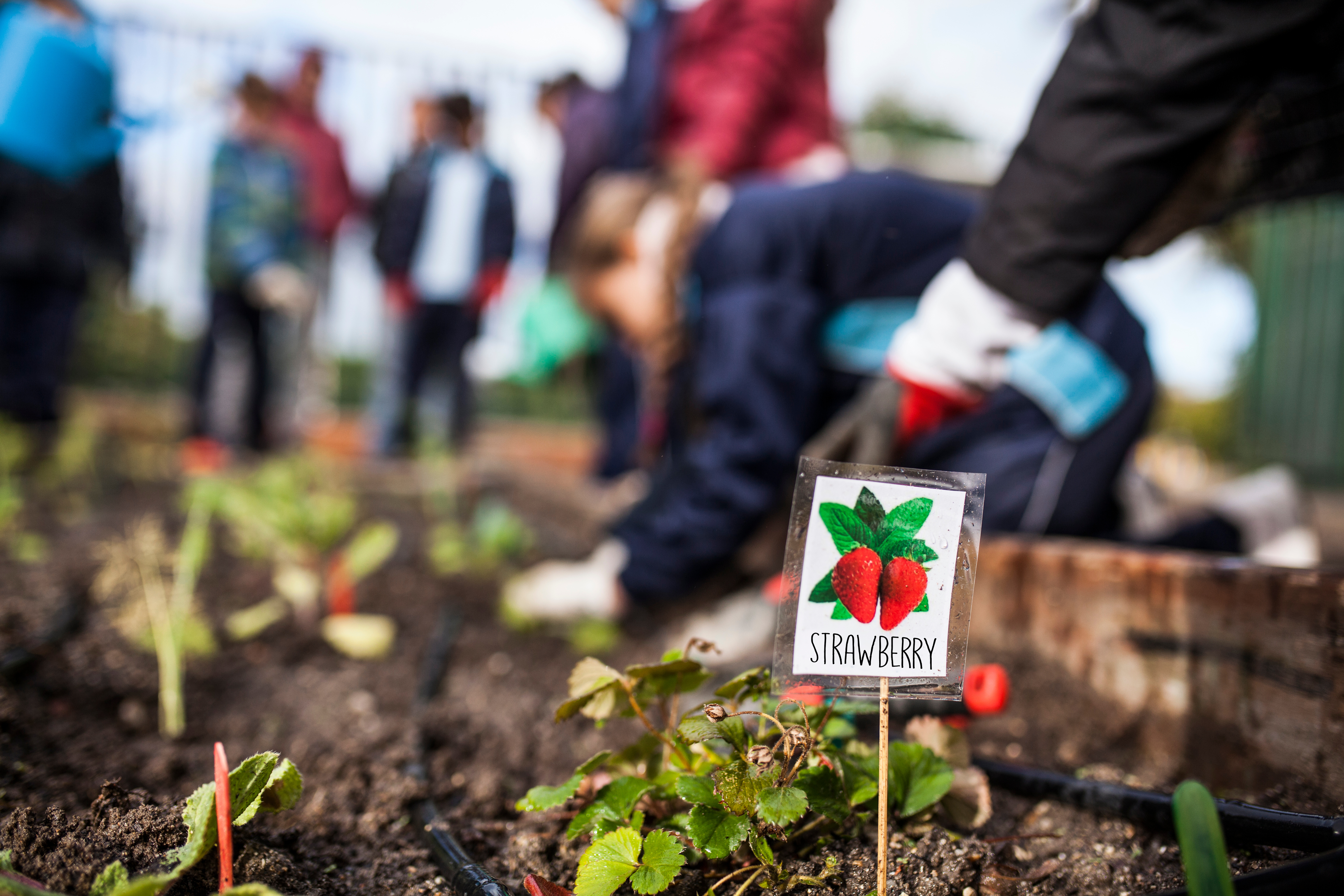 a school garden has raised beds and is filled with kids