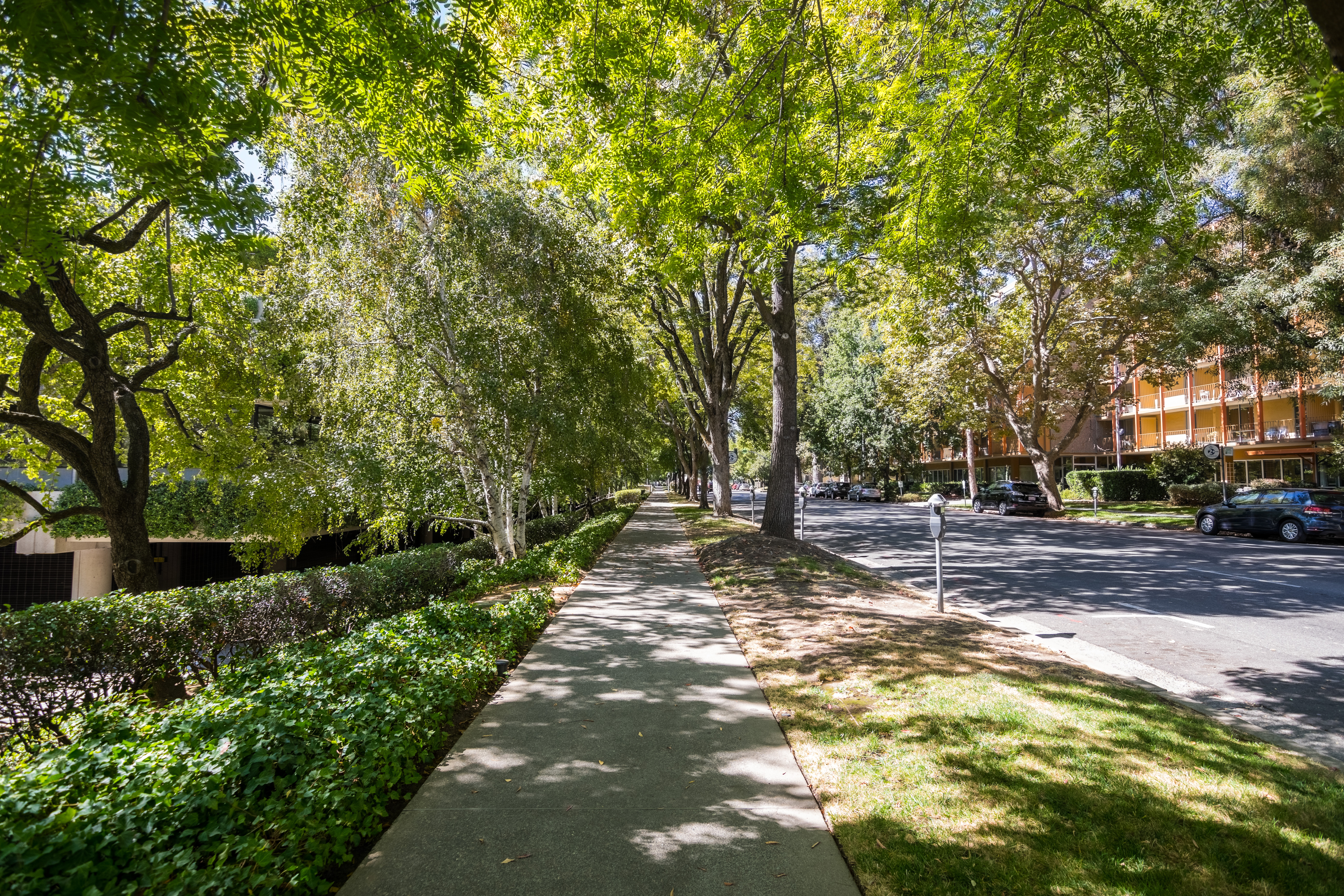 Trees and shrubs line a residential street