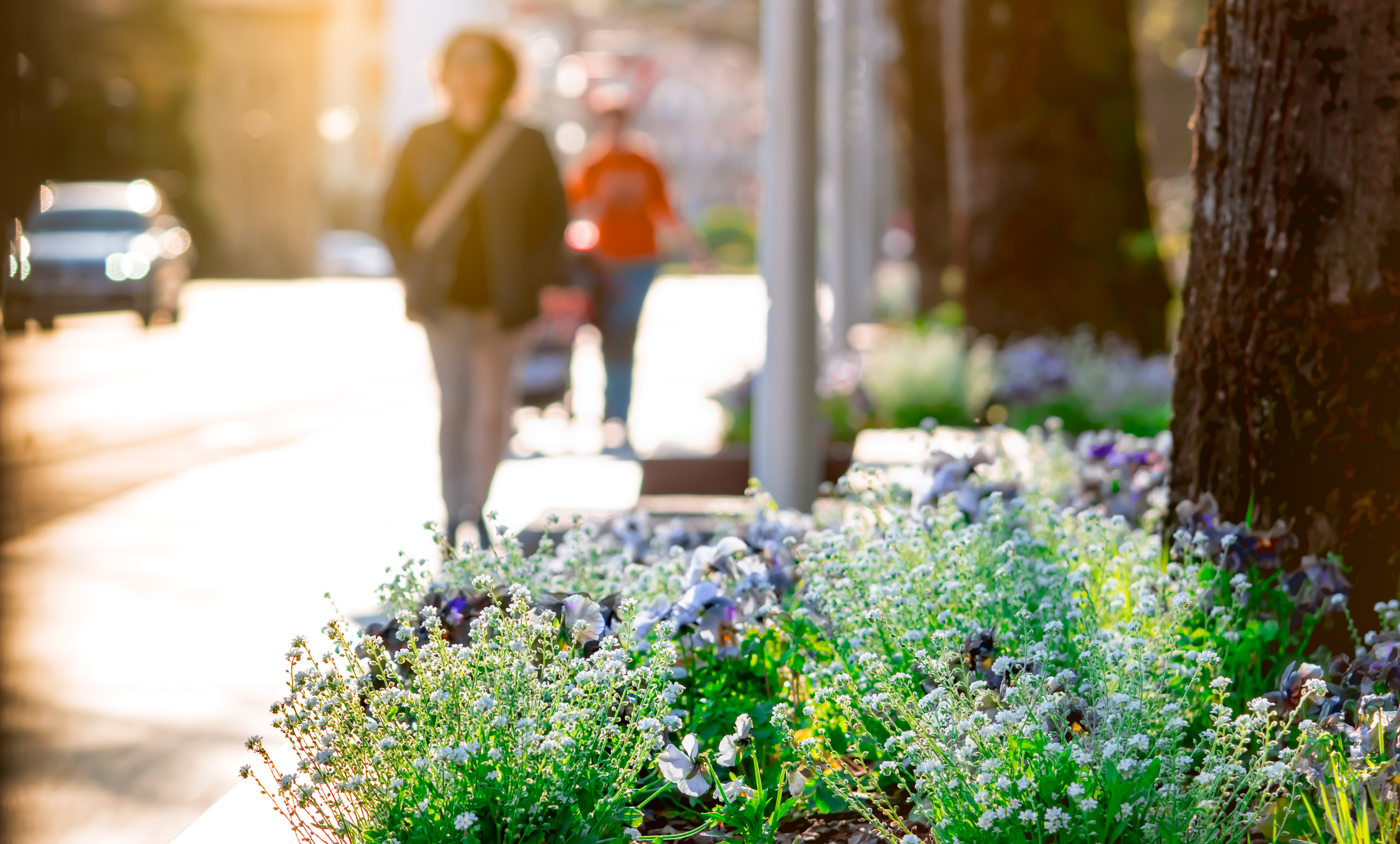Trees and plants line a city sidewalk