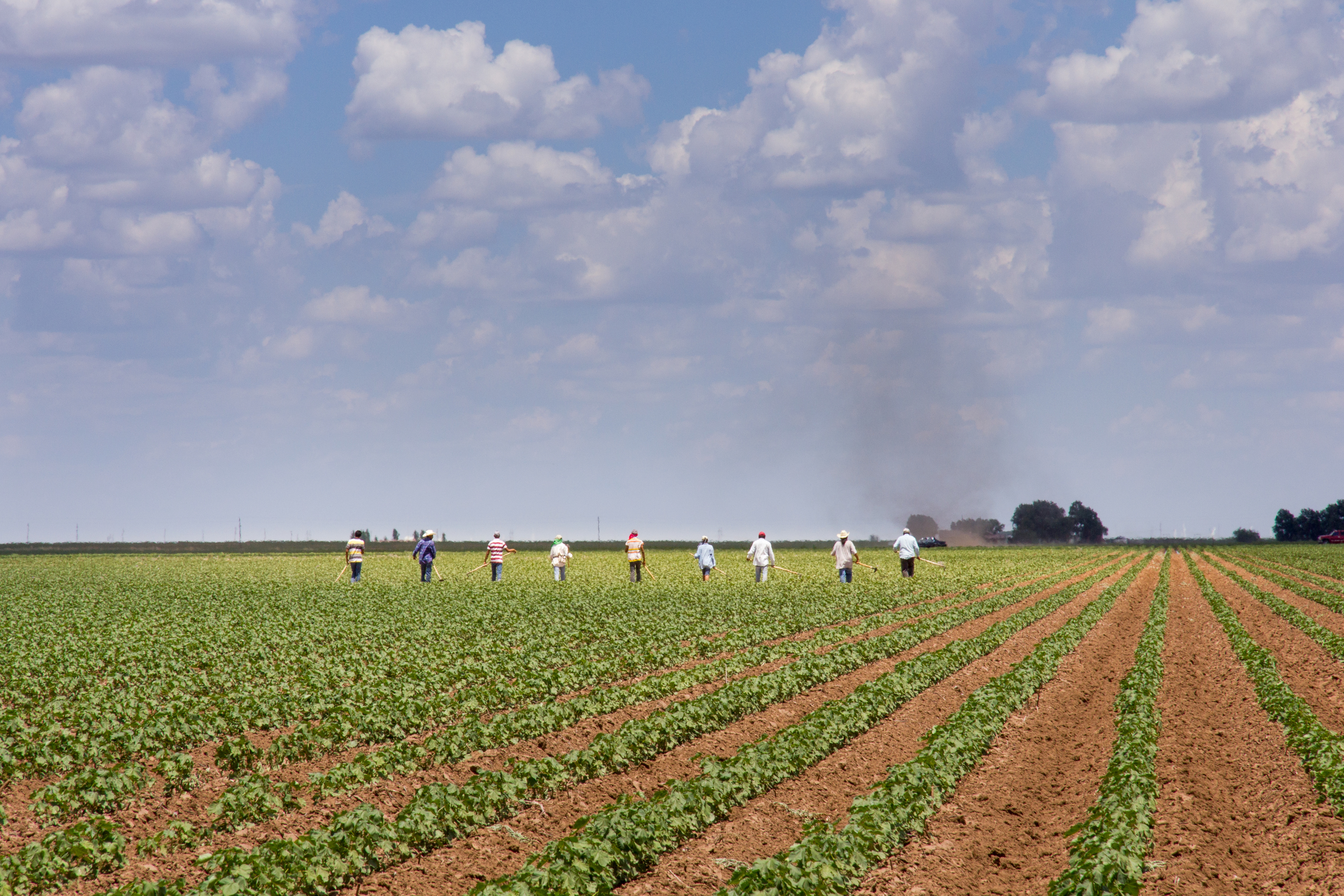 Farm workers walk in a line down rows of crops