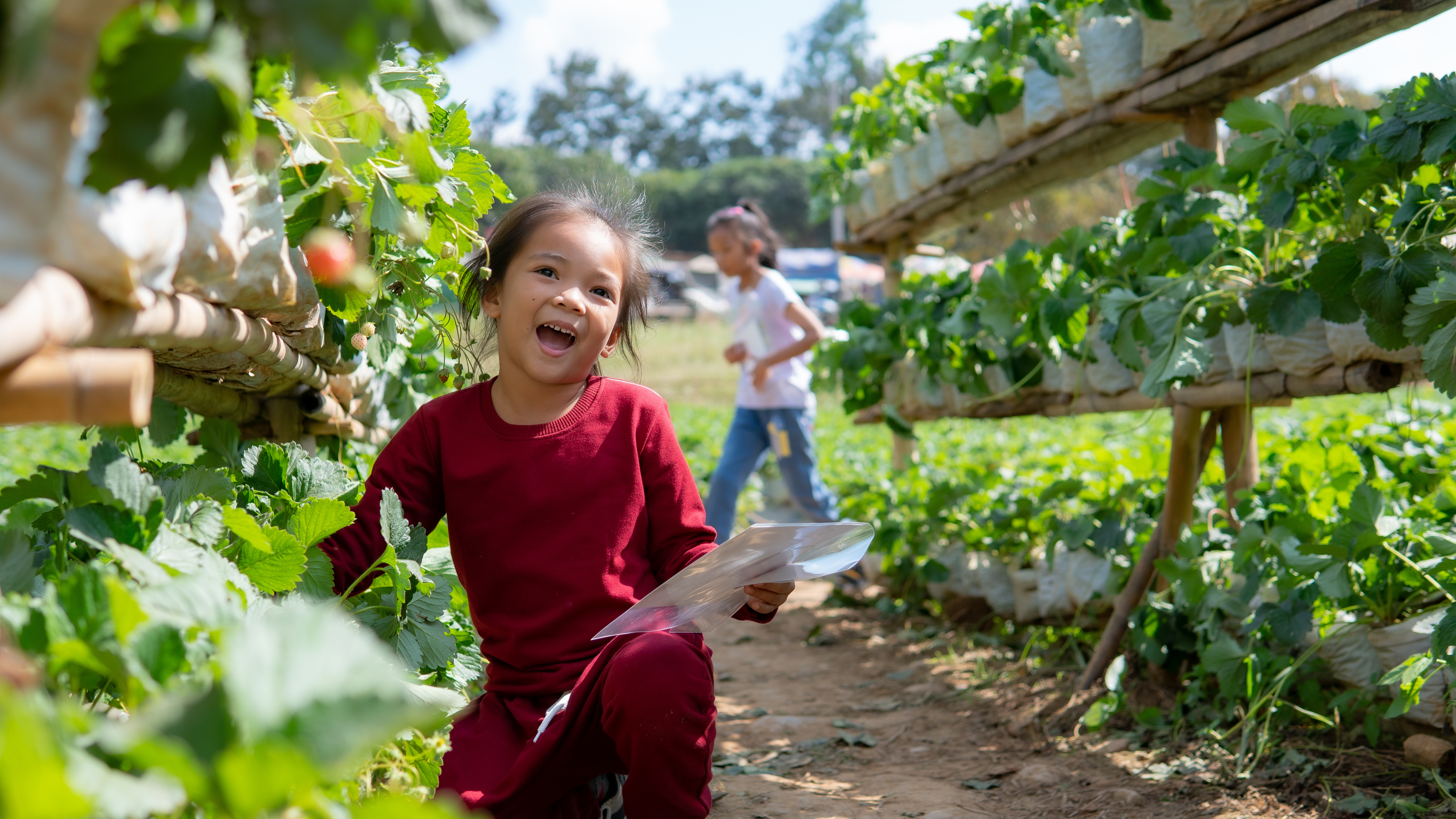 A little girl is surrounded by strawberry plants