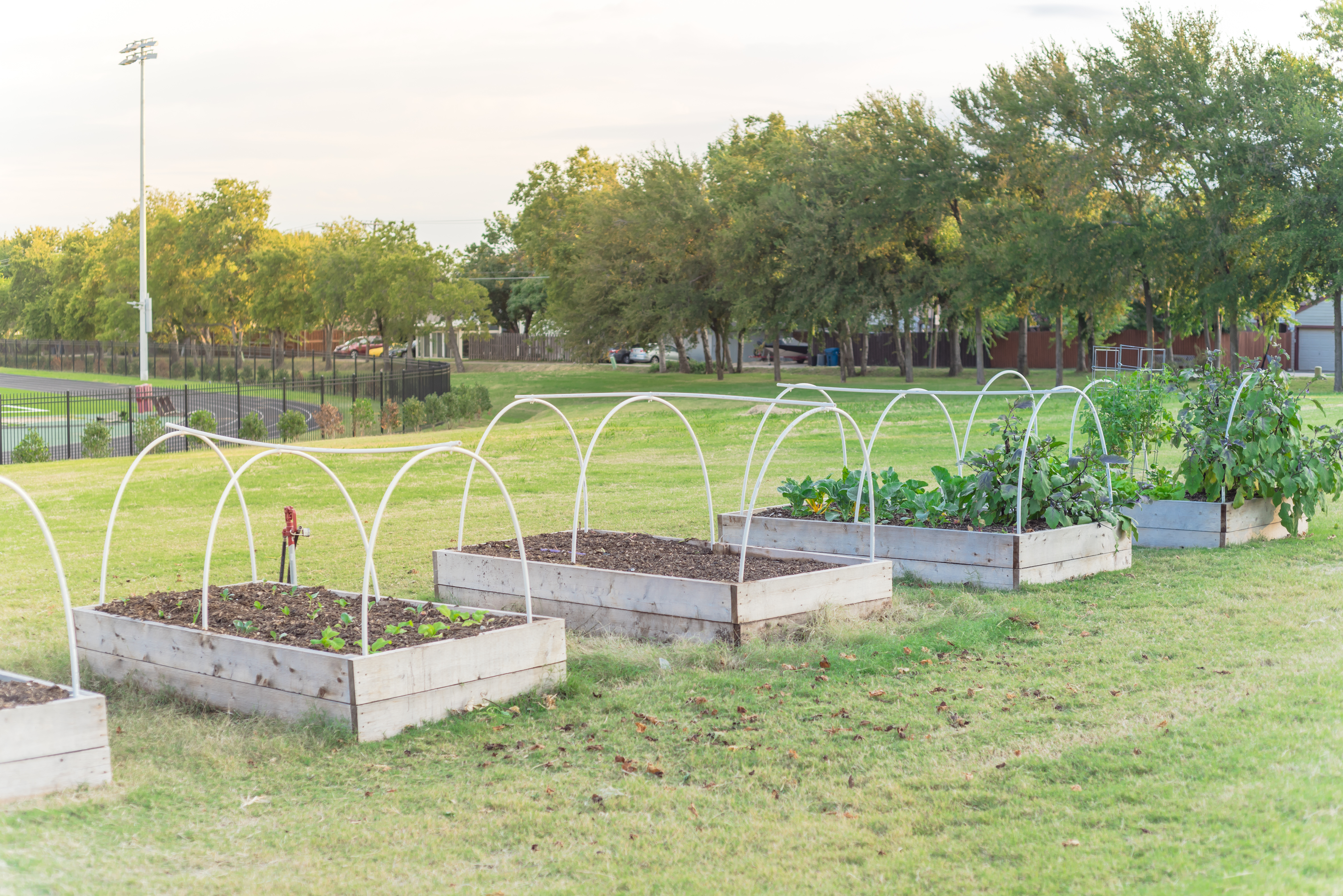 A schoolyard contains clusters of trees and garden beds