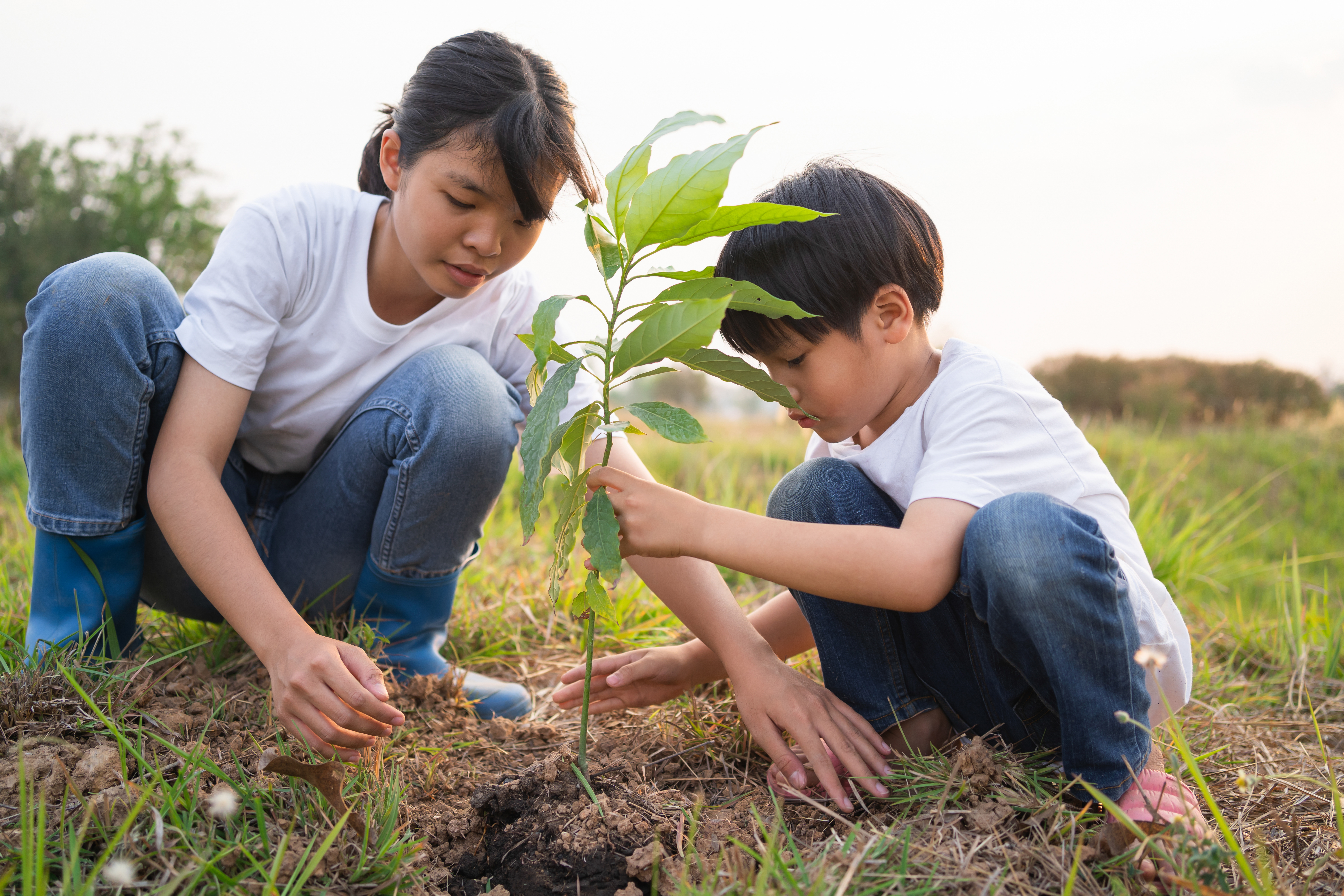 An older child and younger child kneel down and plant a tree together