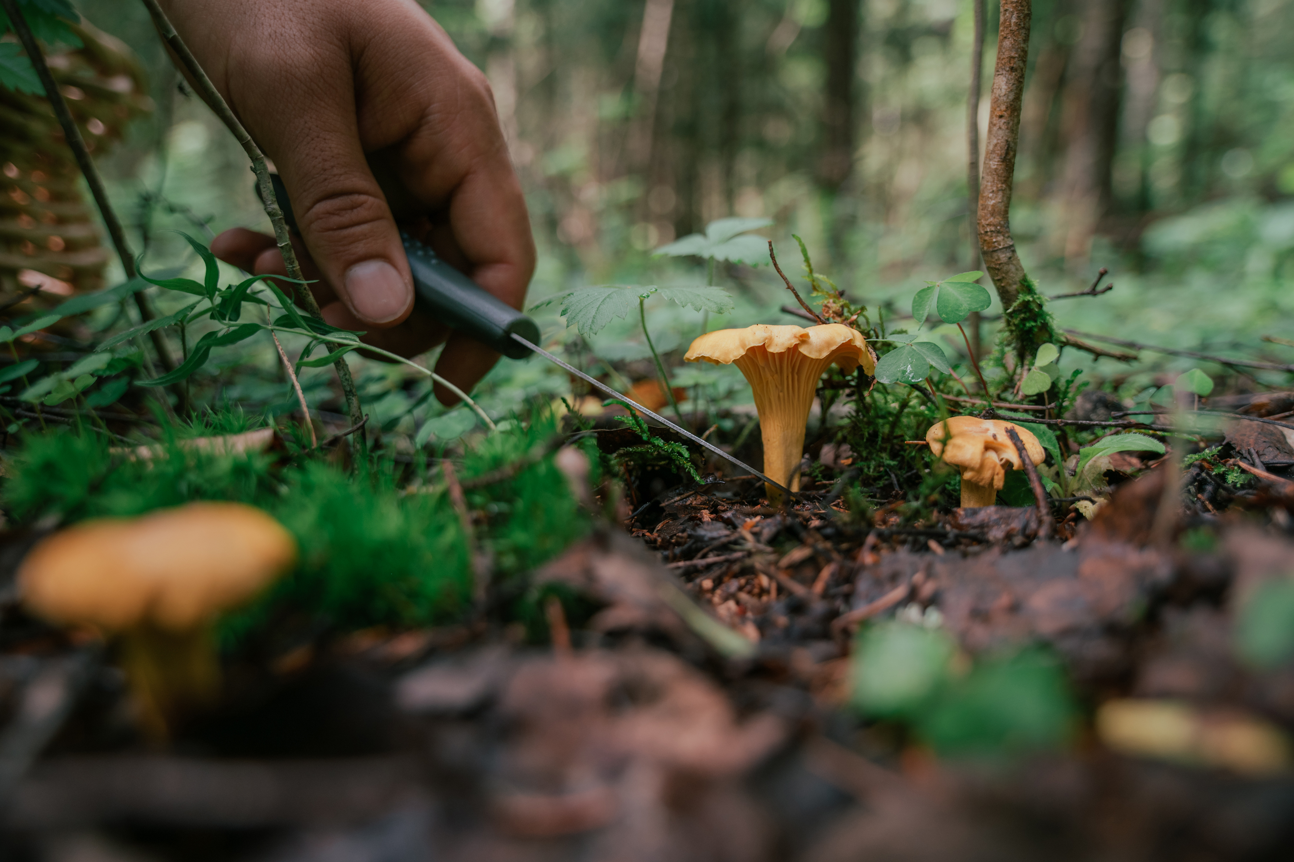 A hand reaches down to cut mushrooms