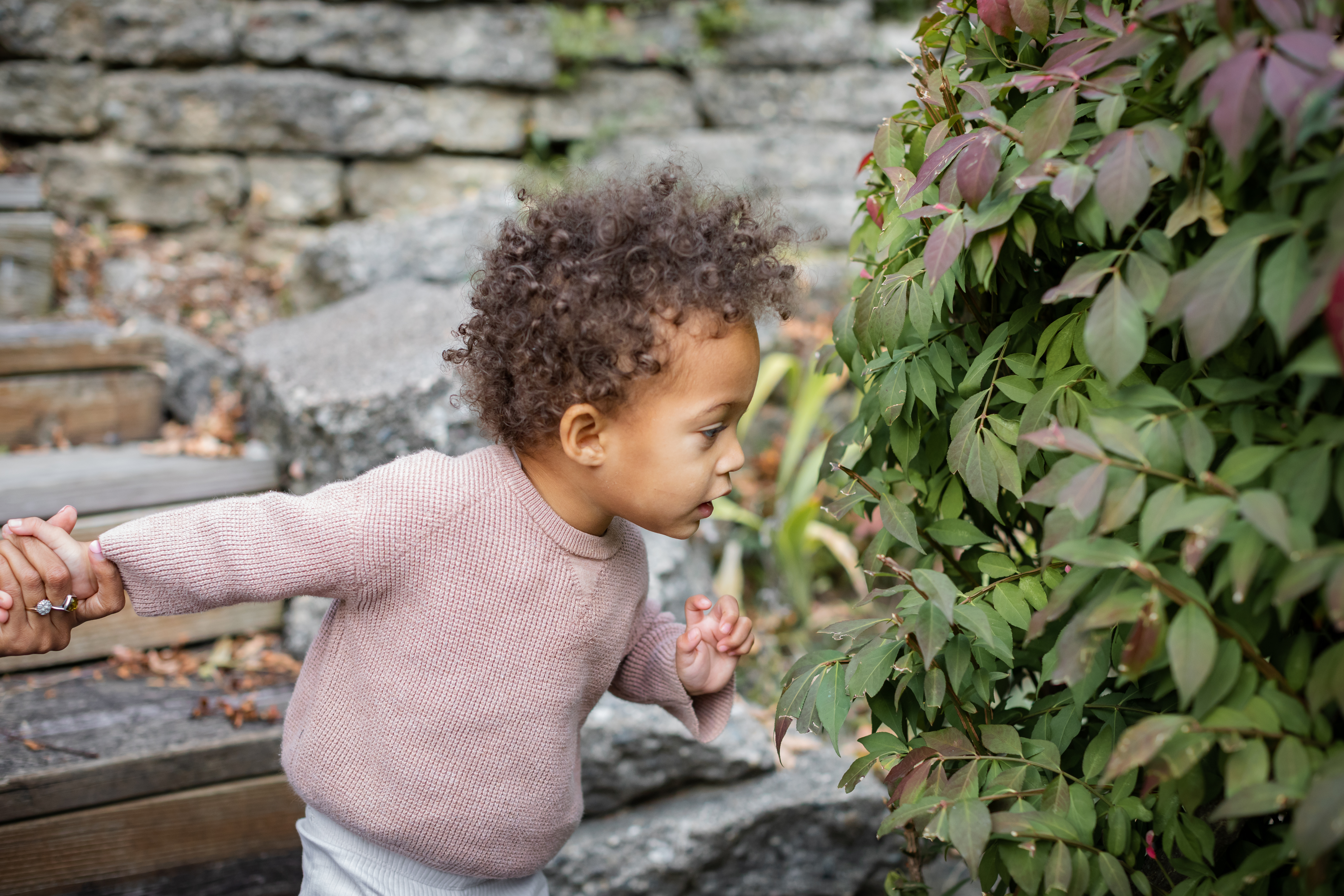 A small child looks closely at a leaf on a bush