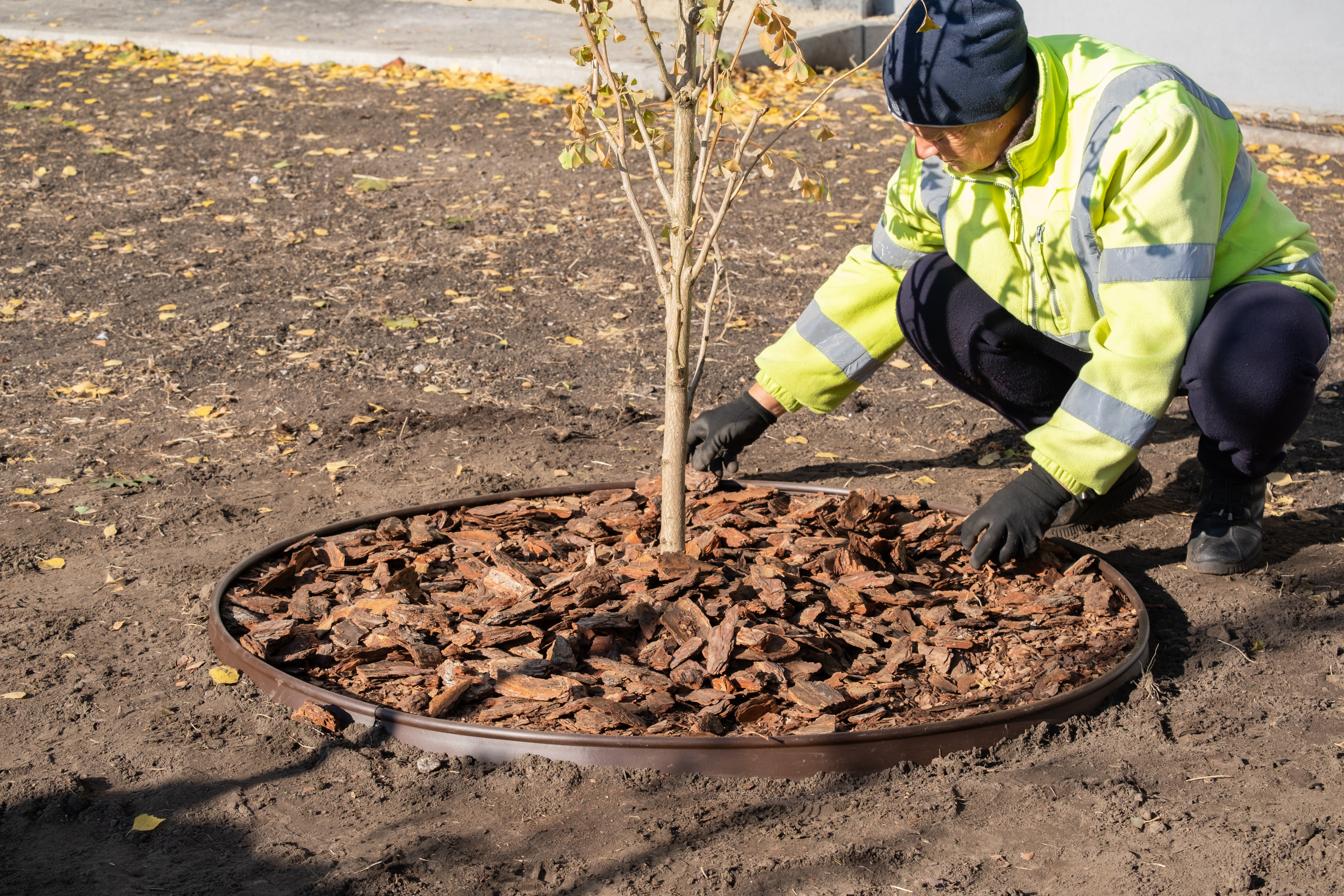 A worker cares for a tree planted near a road