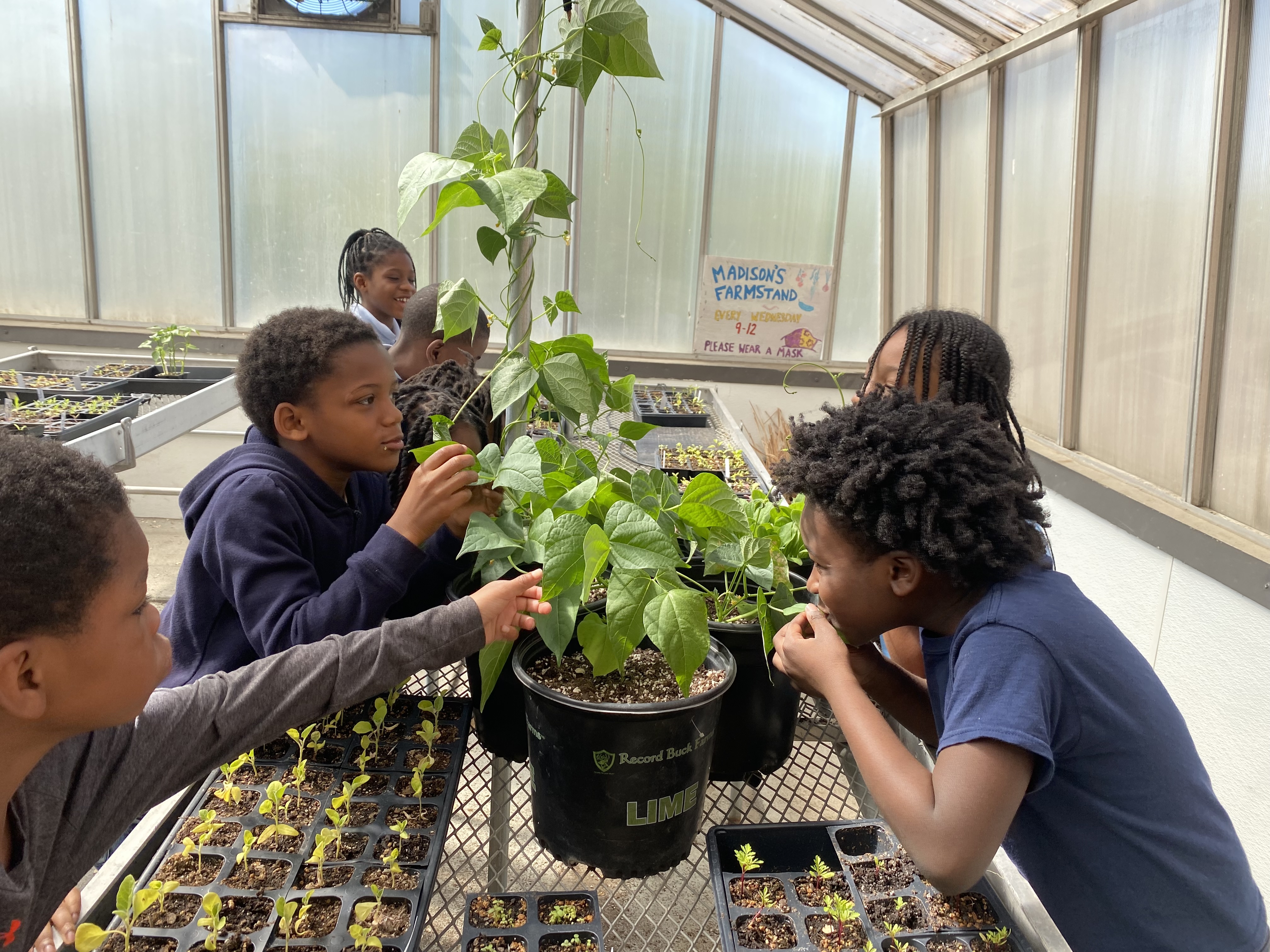 A group of kids examine a plant in a greenhouse