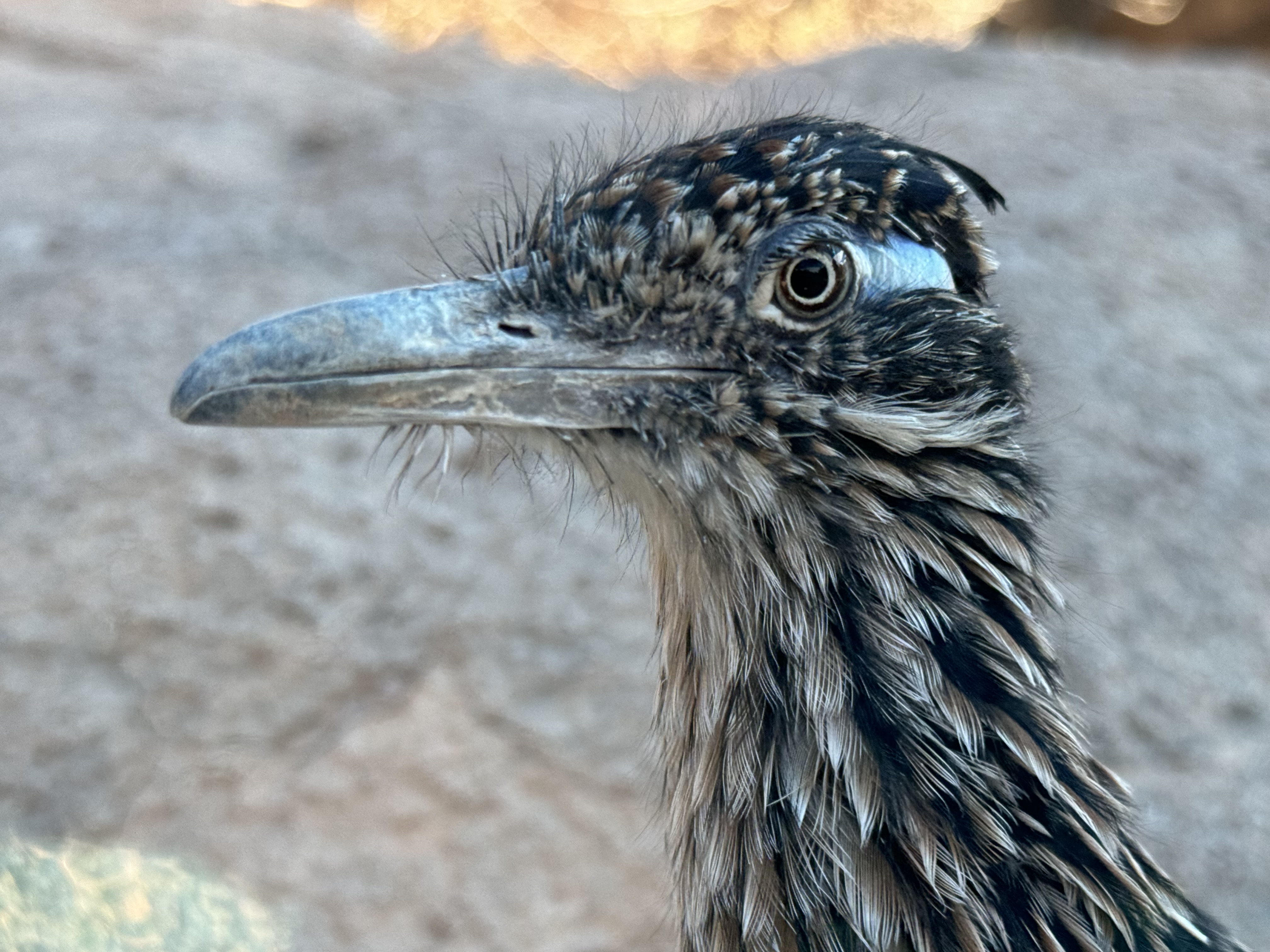 A close up image of a road runner's head and neck