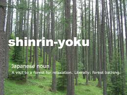 image of description of Shinrin-Yoku