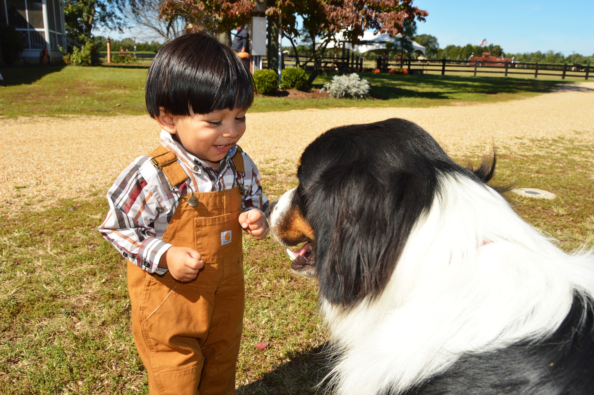 Small boy on a farm with a dog