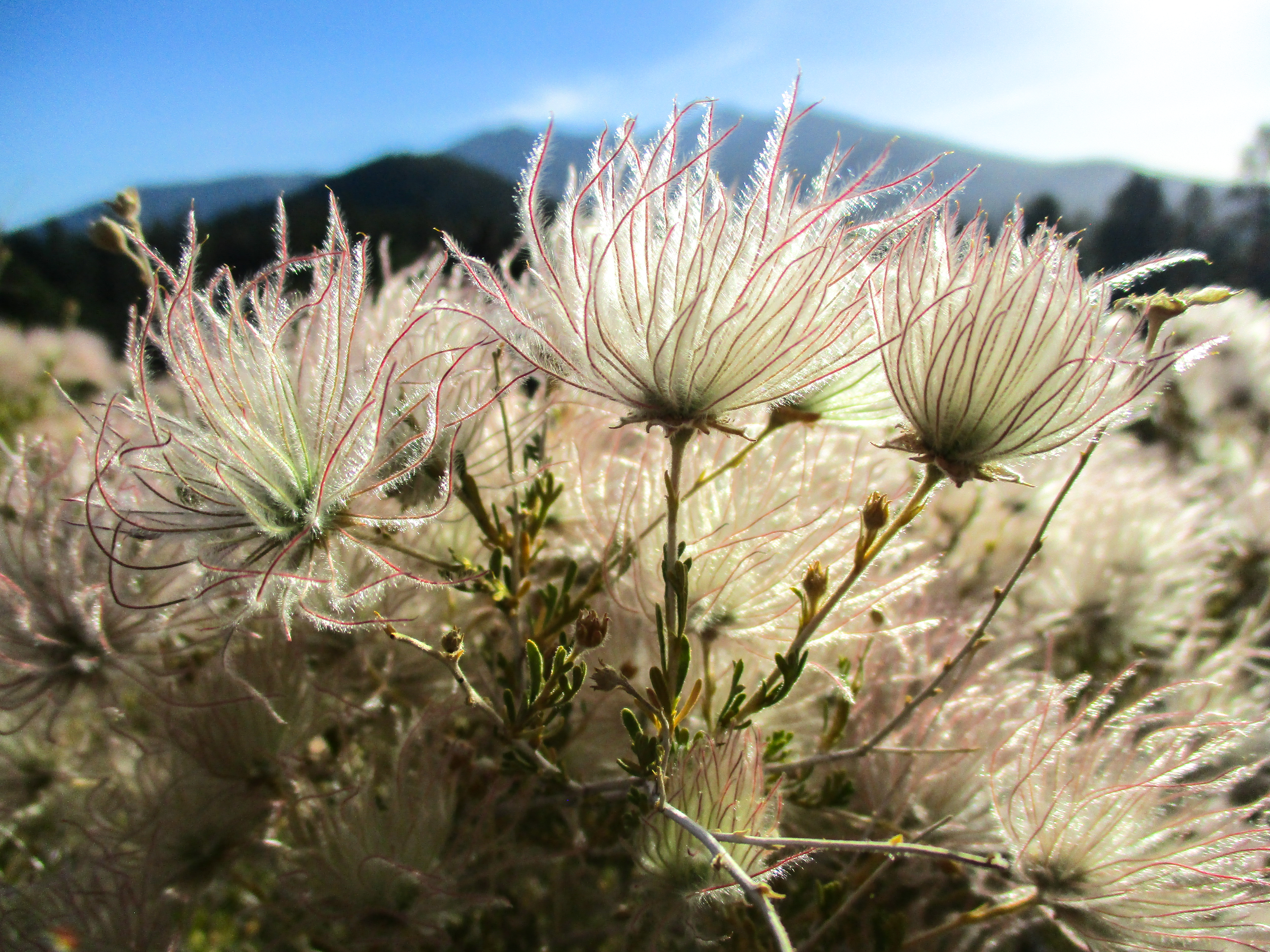 a close up photo of desert plants